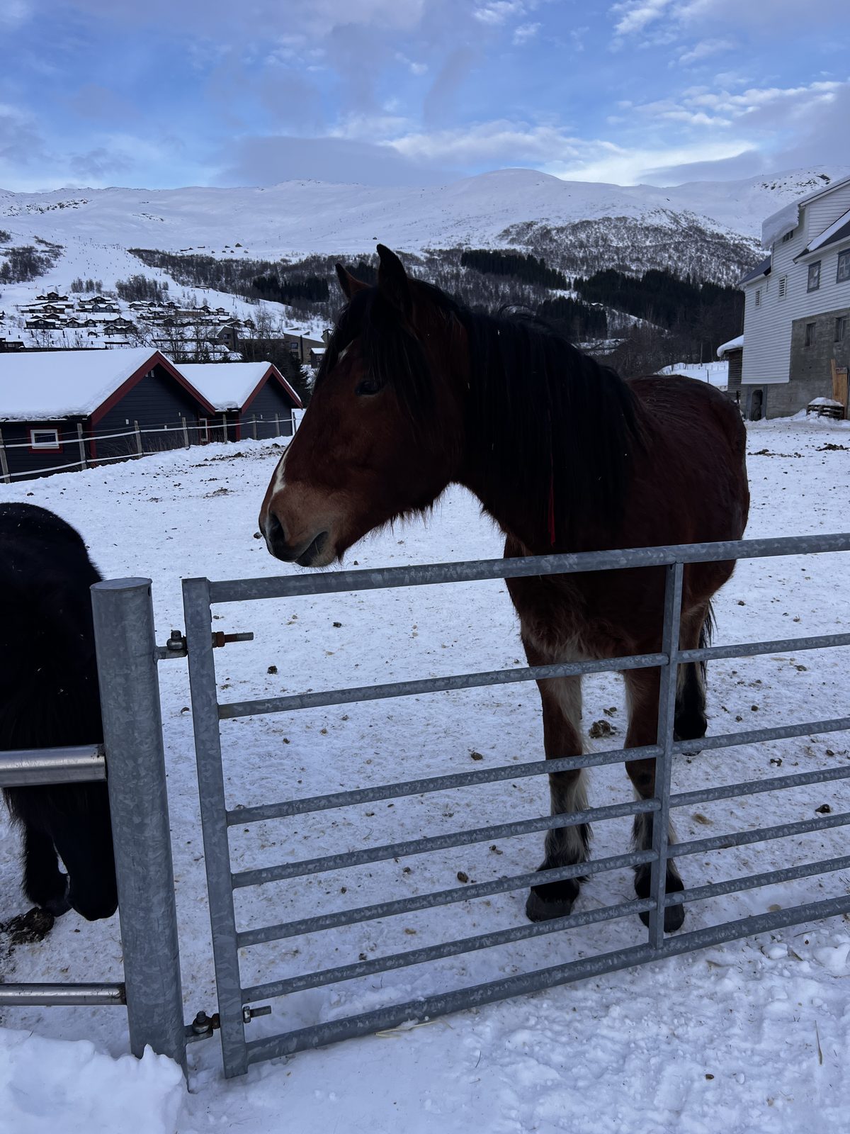 Norwegian fjord horses in a snowy paddock near Myrkdalen Hotel in winter